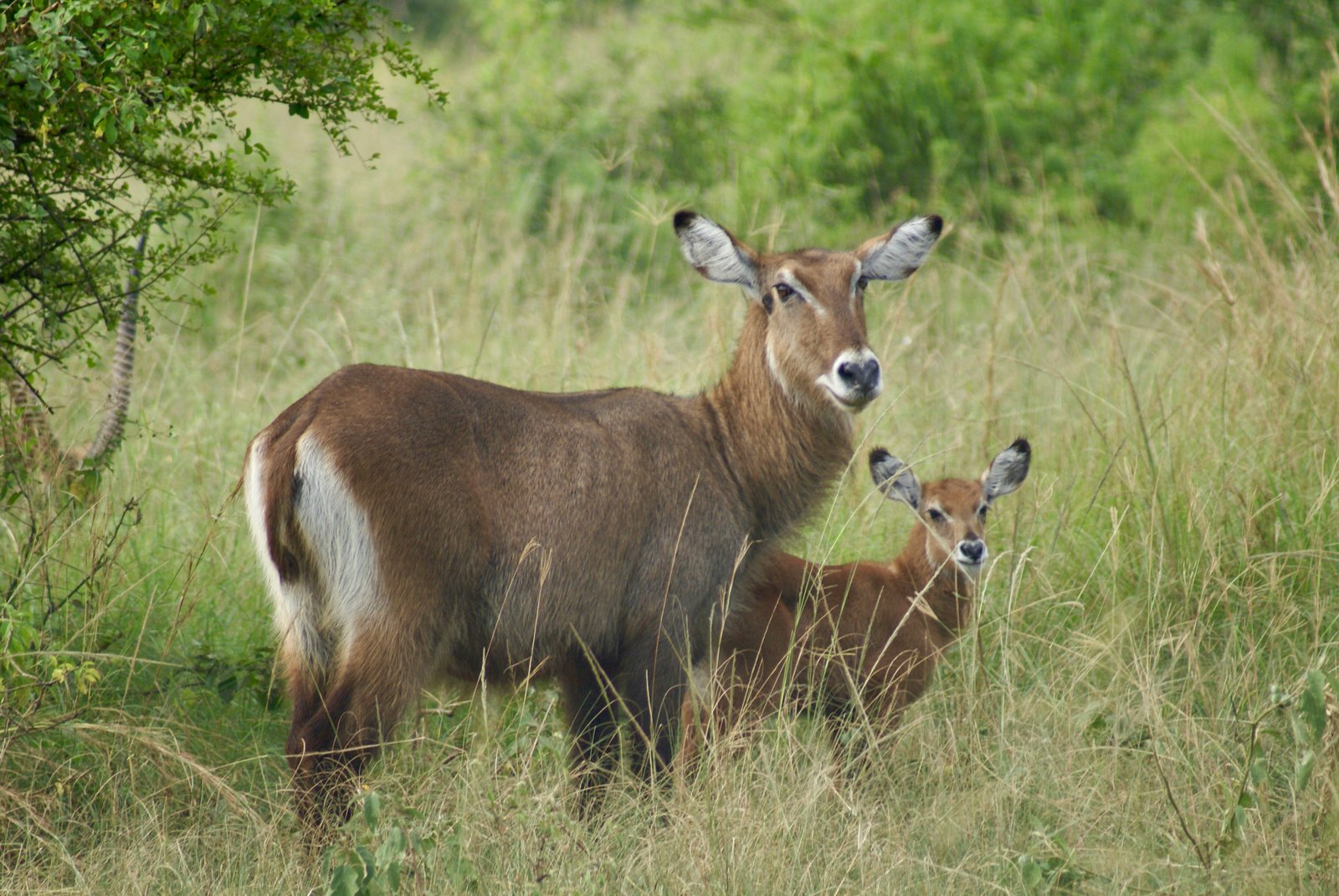Green season safari Uganda with lush landscapes and newborn animals (November-May)